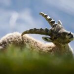 7 Graus Coloridos no Jiu Jitsu: O Que Você Precisa Saber