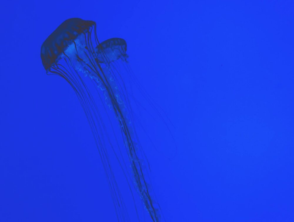 Para Animais Imortais: A ciência por trás da água-viva Turritopsis dohrnii, este pequeno cnidário marinho é capaz de reverter