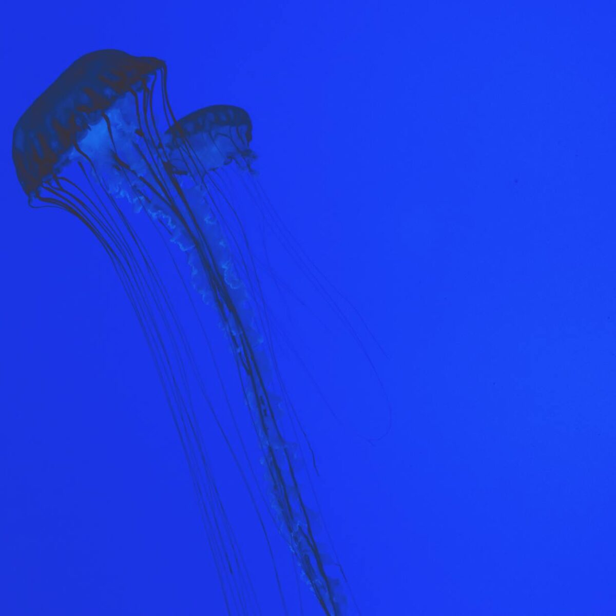 Para Animais Imortais: A ciência por trás da água-viva Turritopsis dohrnii, este pequeno cnidário marinho é capaz de reverter