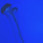 Para Animais Imortais: A ciência por trás da água-viva Turritopsis dohrnii, este pequeno cnidário marinho é capaz de reverter