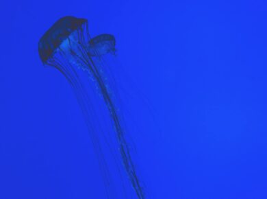 Para Animais Imortais: A ciência por trás da água-viva Turritopsis dohrnii, este pequeno cnidário marinho é capaz de reverter