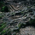 Para entender como as árvores se comunicam, é fundamental saber que elas utilizam uma complexa rede de fungos subterrâneos, c