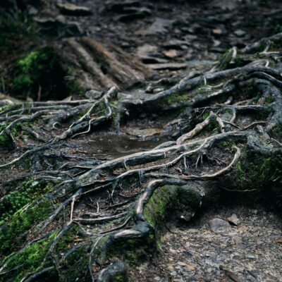 Para entender como as árvores se comunicam, é fundamental saber que elas utilizam uma complexa rede de fungos subterrâneos, c