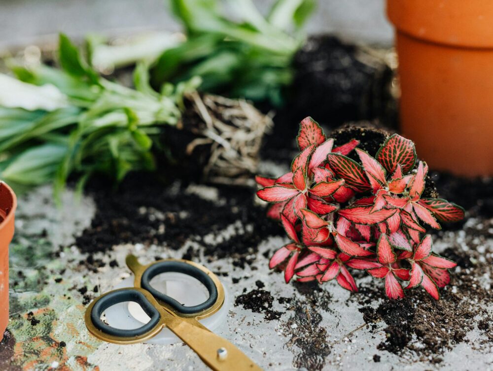 Guia Definitivo: Como Cuidar de Plantas Ornamentais em Casa e Vê-las Florescerem (Sem Deixar Morrer!) — como cuidar de planta