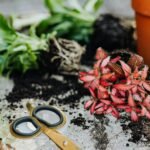 Guia Definitivo: Como Cuidar de Plantas Ornamentais em Casa e Vê-las Florescerem (Sem Deixar Morrer!) — como cuidar de planta