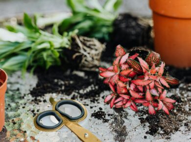 Guia Definitivo: Como Cuidar de Plantas Ornamentais em Casa e Vê-las Florescerem (Sem Deixar Morrer!) — como cuidar de planta