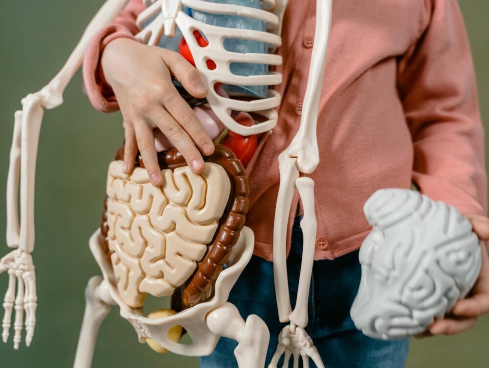 Desvendando a Mente: 15 Curiosidades Fascinantes sobre o Cérebro Humano que Poucos Conhecem — curiosidades sobre o cérebro hu