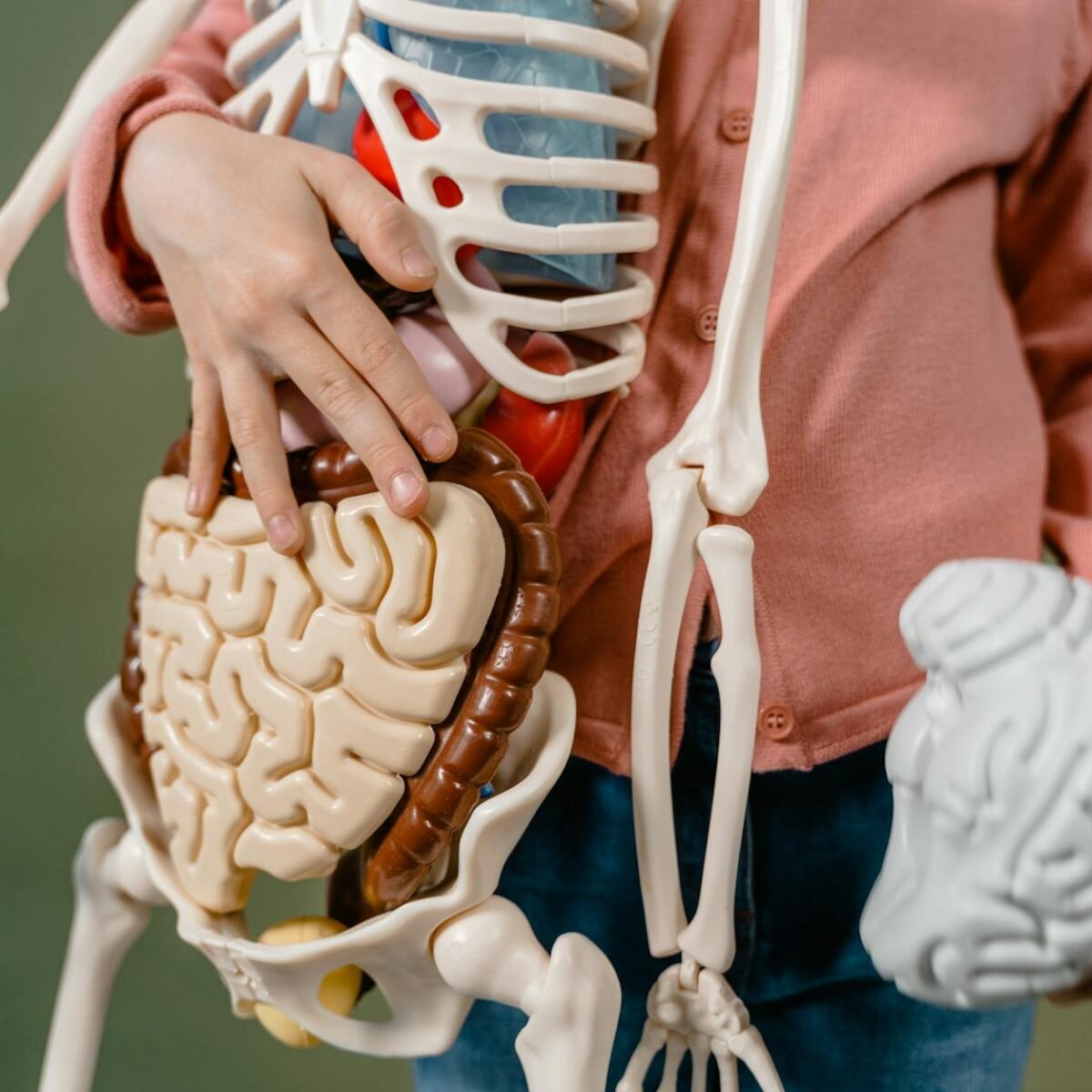 Desvendando a Mente: 15 Curiosidades Fascinantes sobre o Cérebro Humano que Poucos Conhecem — curiosidades sobre o cérebro hu
