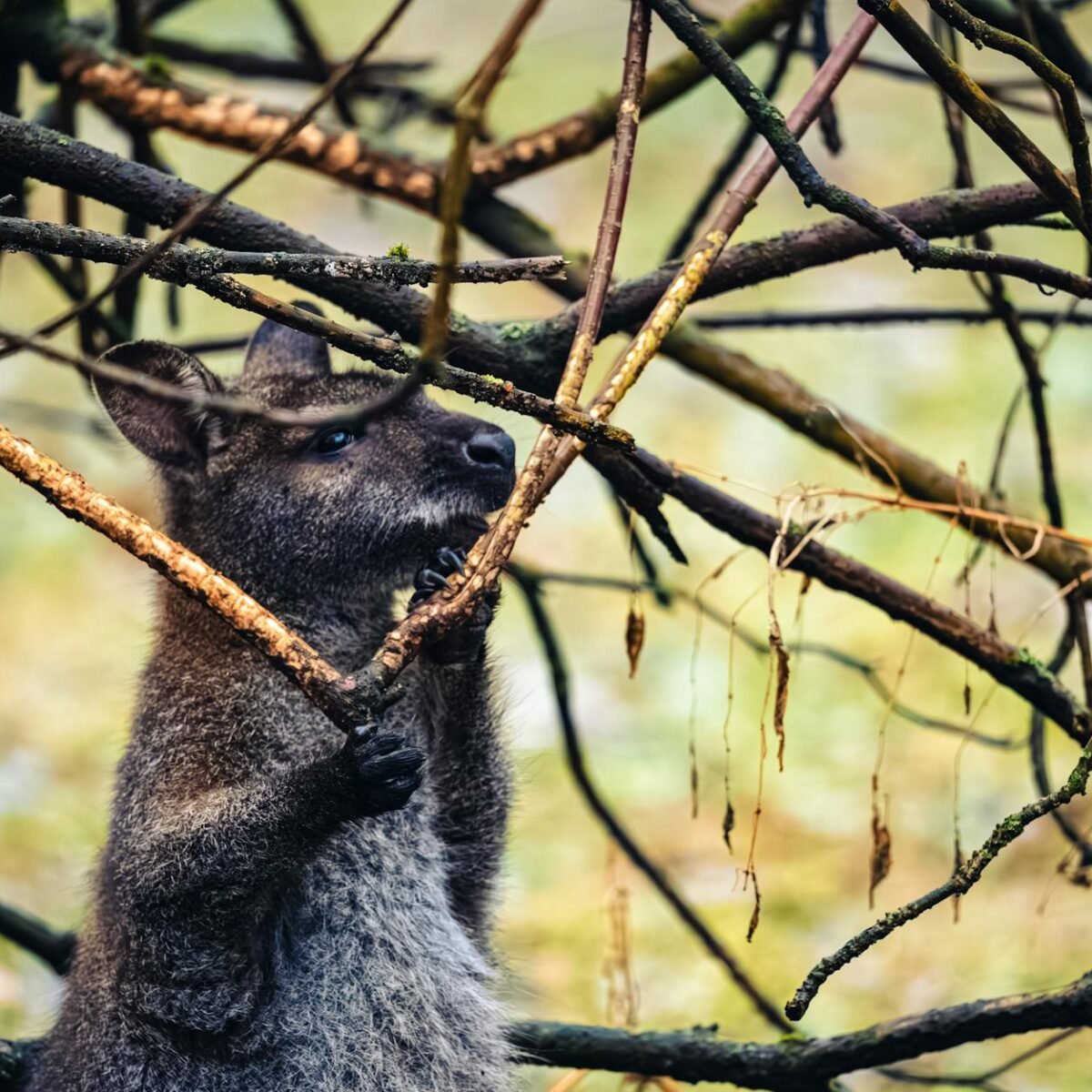 Fatos curiosos sobre animais selvagens que vão te surpreender — fatos curiosos sobre animais selvagens que vão te surpreender