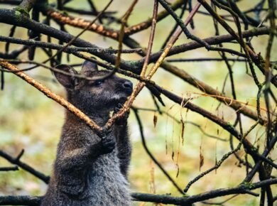 Fatos curiosos sobre animais selvagens que vão te surpreender — fatos curiosos sobre animais selvagens que vão te surpreender