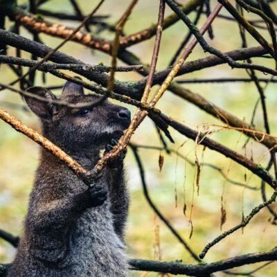 Fatos curiosos sobre animais selvagens que vão te surpreender — fatos curiosos sobre animais selvagens que vão te surpreender