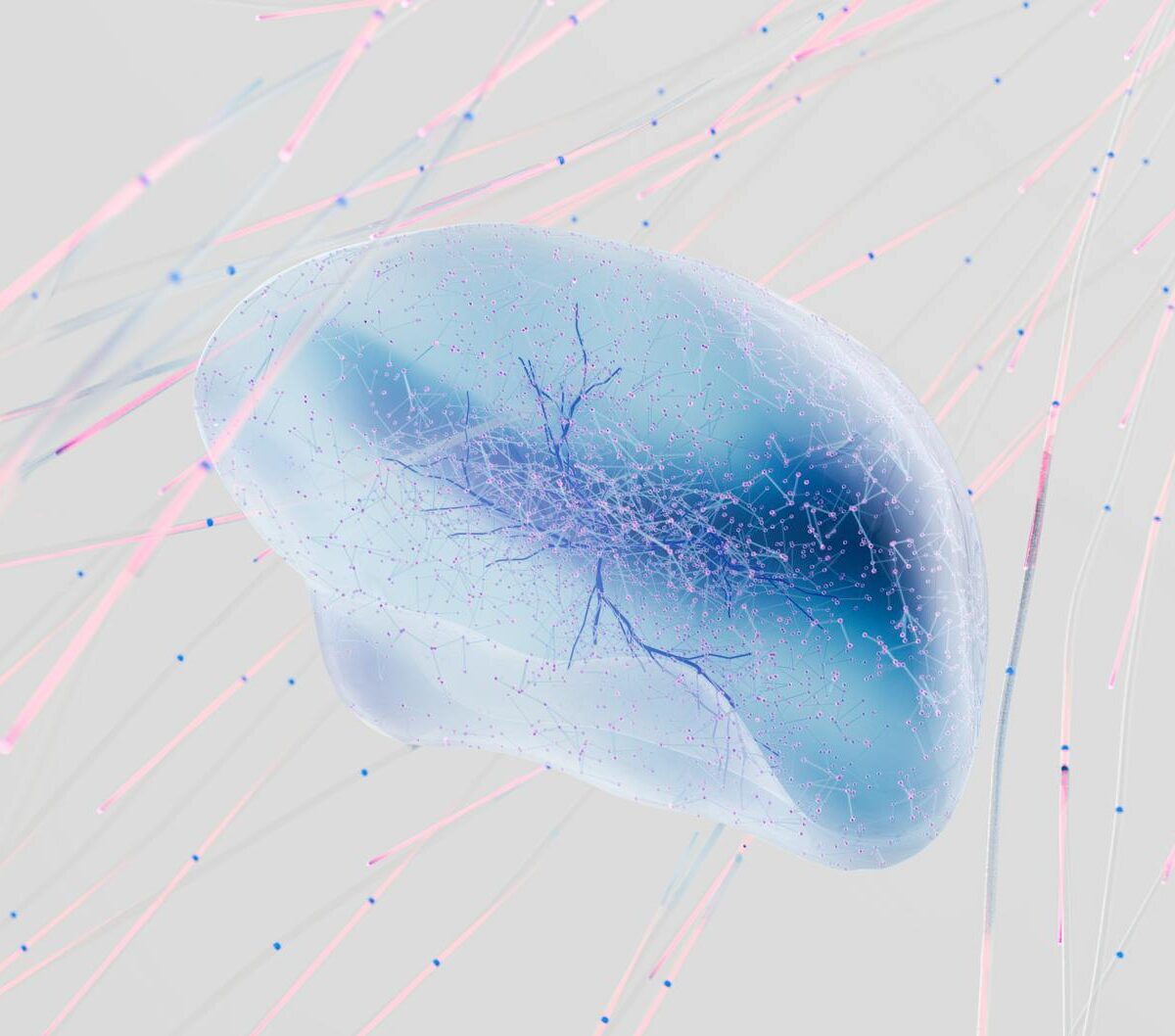 Para a Memória Muscular: Como o corpo se lembra, ela é a capacidade dos músculos de recuperarem força e massa rapidamente apó