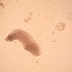 Para entender o animal mais resistente do mundo, o tardígrado, saiba que ele suporta condições extremas. Conhecido como urso