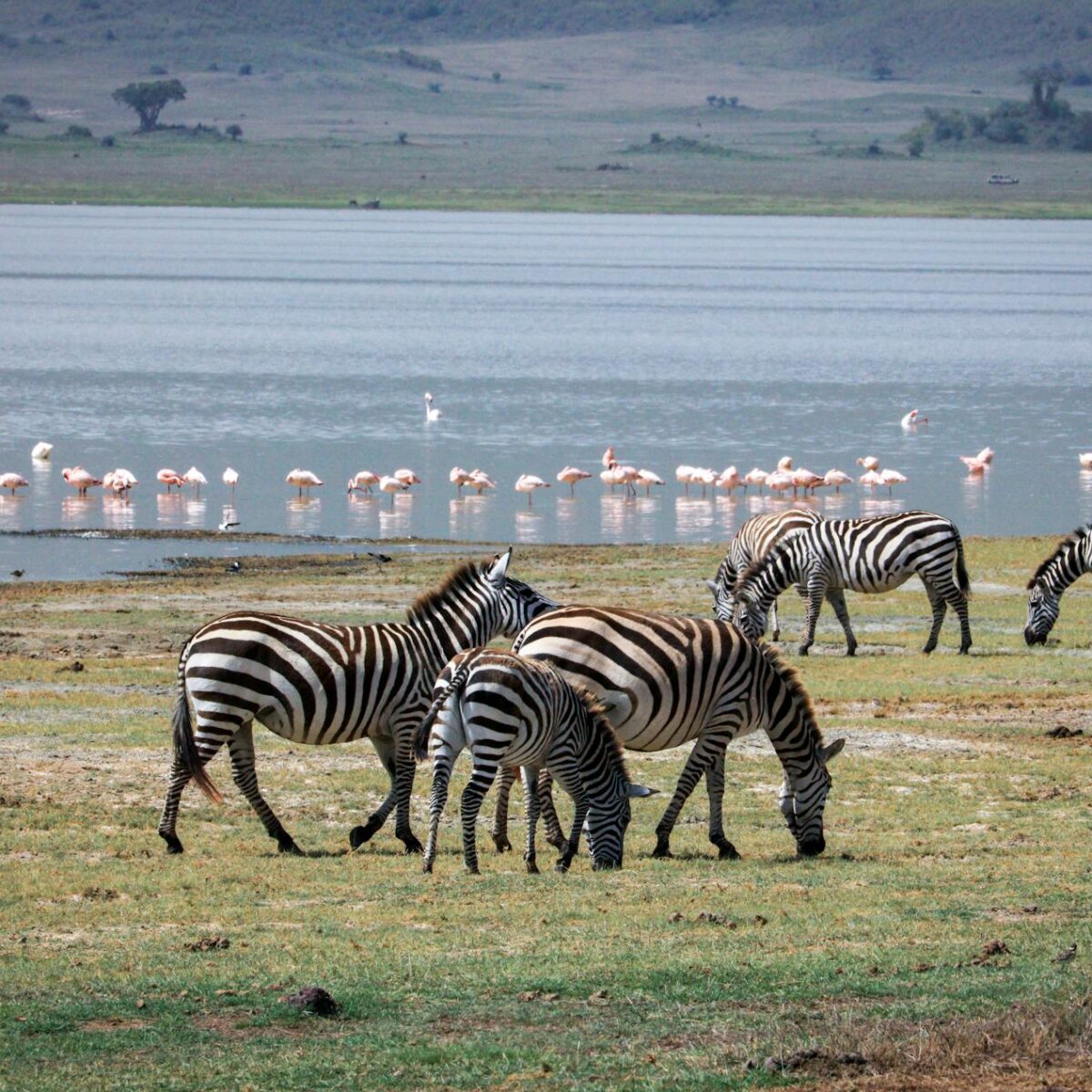Para o Lago que Transforma Animais em Pedra, estamos falando do Lago Natron, na Tanzânia. Este lago alcalino e hipersalino po