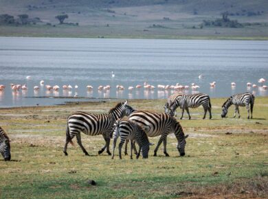 Para o Lago que Transforma Animais em Pedra, estamos falando do Lago Natron, na Tanzânia. Este lago alcalino e hipersalino po