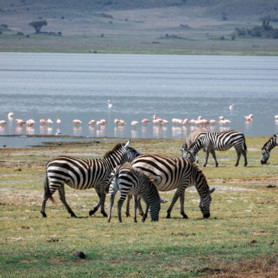 Para o Lago que Transforma Animais em Pedra, estamos falando do Lago Natron, na Tanzânia. Este lago alcalino e hipersalino po