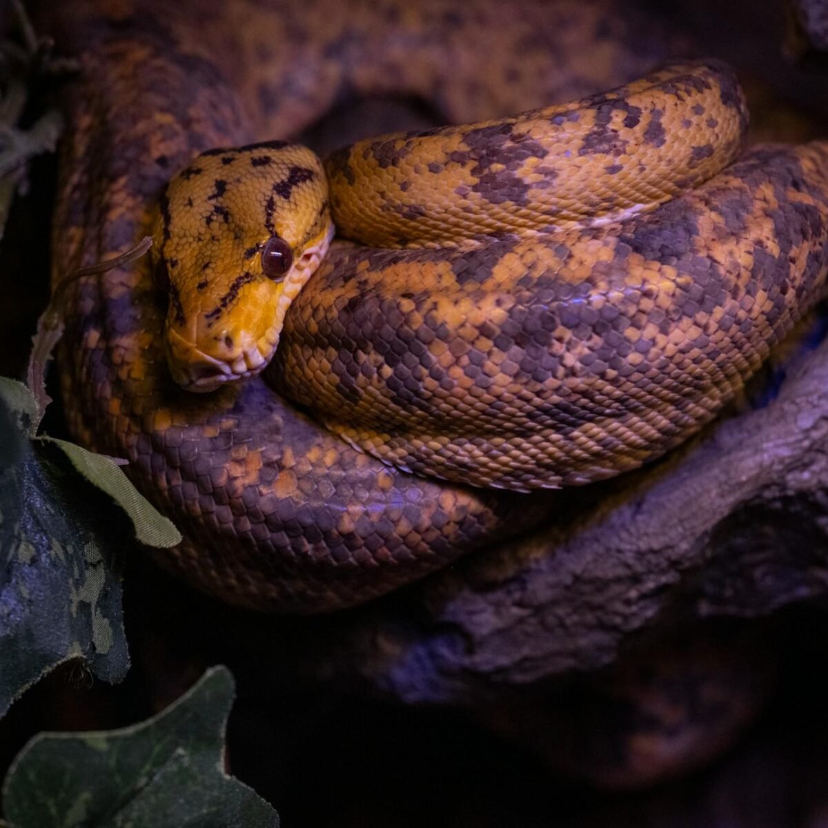 Sonhar com Cobra: O Guia Definitivo para Decifrar o Significado Espiritual e Psicológico — o que significa sonhar com cobra s