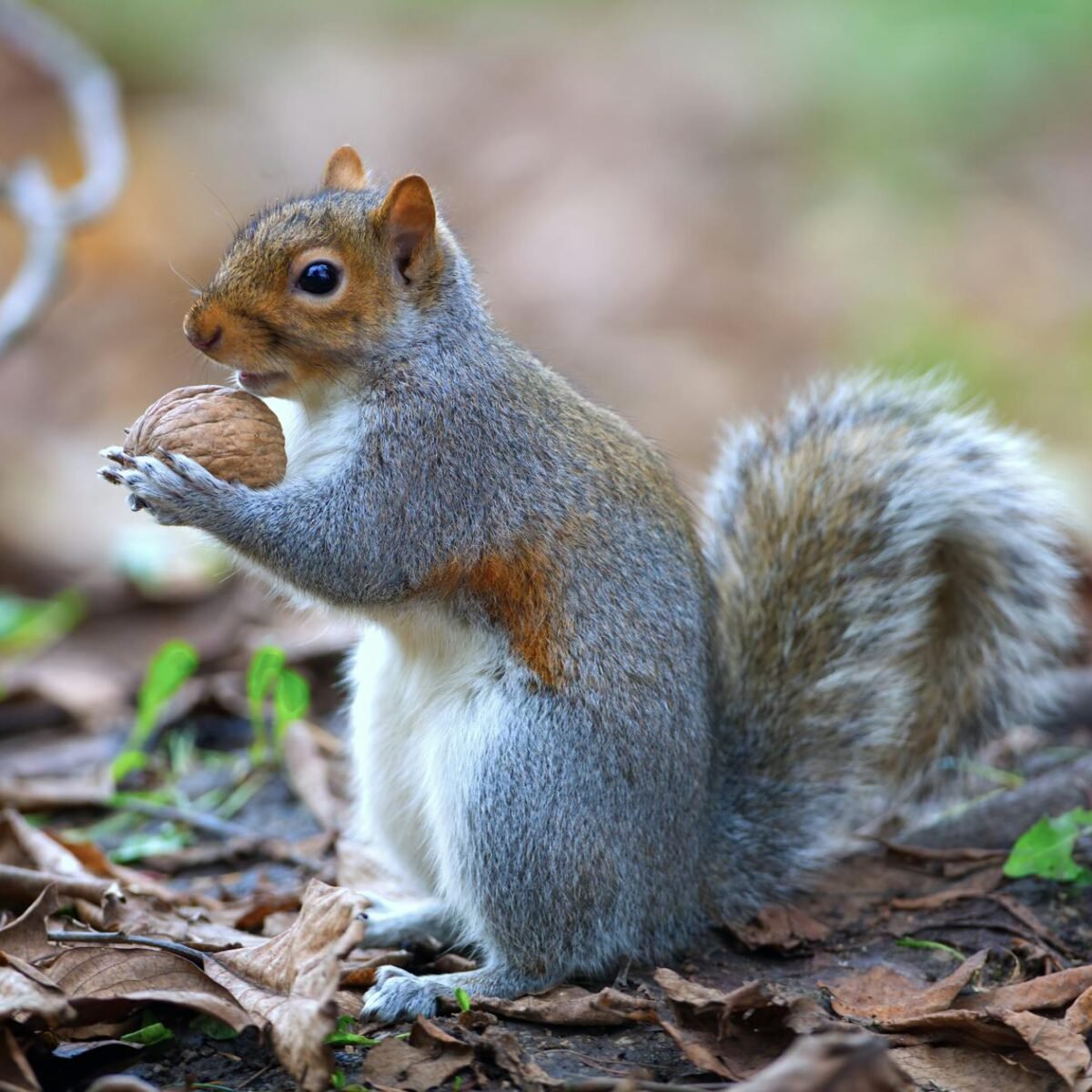 A Ciência Revela: Os Animais Mais Inteligentes do Mundo e Suas Habilidades Incríveis — os animais mais inteligentes do mundo