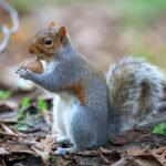 A Ciência Revela: Os Animais Mais Inteligentes do Mundo e Suas Habilidades Incríveis — os animais mais inteligentes do mundo