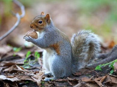 A Ciência Revela: Os Animais Mais Inteligentes do Mundo e Suas Habilidades Incríveis — os animais mais inteligentes do mundo