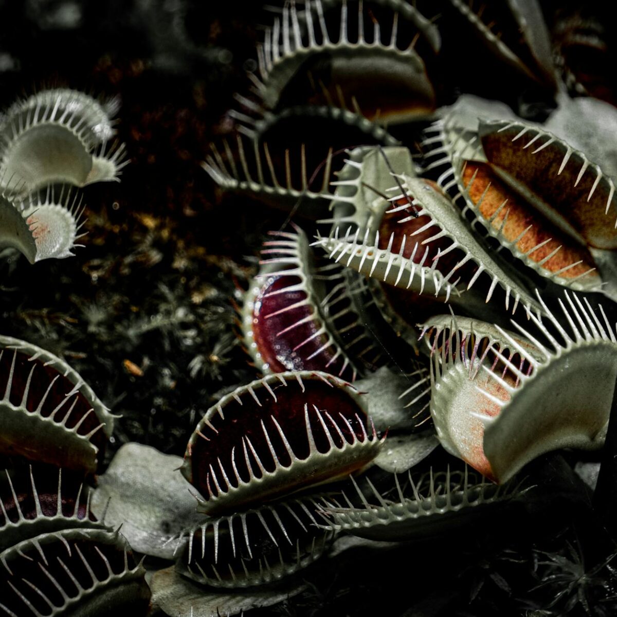 Para Plantas Carnívoras Inteligentes: Elas conseguem demonstrar comportamentos complexos como detecção de presas, aprendizado