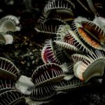 Para Plantas Carnívoras Inteligentes: Elas conseguem demonstrar comportamentos complexos como detecção de presas, aprendizado