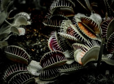 Para Plantas Carnívoras Inteligentes: Elas conseguem demonstrar comportamentos complexos como detecção de presas, aprendizado