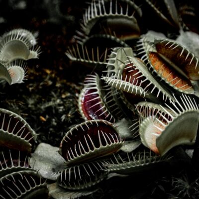 Para Plantas Carnívoras Inteligentes: Elas conseguem demonstrar comportamentos complexos como detecção de presas, aprendizado