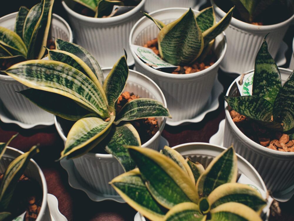 Respire Melhor: 10 Plantas Fáceis de Cuidar que Purificam o Ar da Sua Casa — plantas que purificam o ar dentro de casa fáceis
