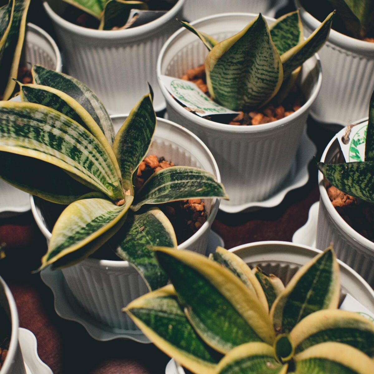 Respire Melhor: 10 Plantas Fáceis de Cuidar que Purificam o Ar da Sua Casa — plantas que purificam o ar dentro de casa fáceis