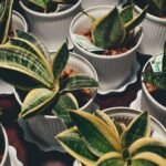 Respire Melhor: 10 Plantas Fáceis de Cuidar que Purificam o Ar da Sua Casa — plantas que purificam o ar dentro de casa fáceis