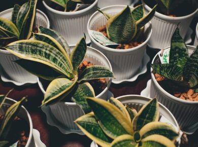 Respire Melhor: 10 Plantas Fáceis de Cuidar que Purificam o Ar da Sua Casa — plantas que purificam o ar dentro de casa fáceis