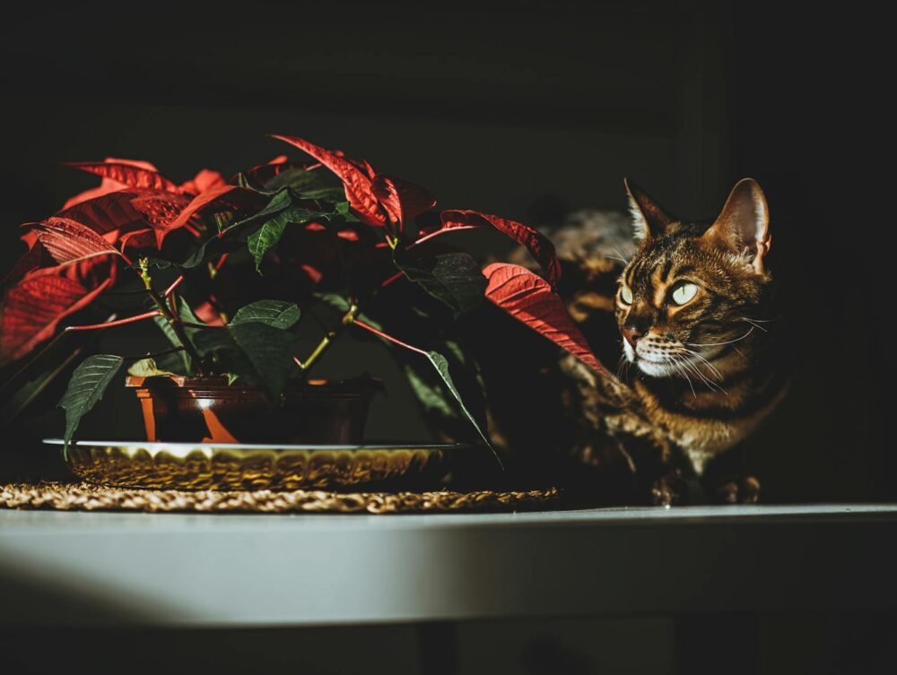Plantas Perigosas para Gatos e Cachorros: O Guia Definitivo para um Lar Seguro — quais plantas são perigosas para gatos e cac