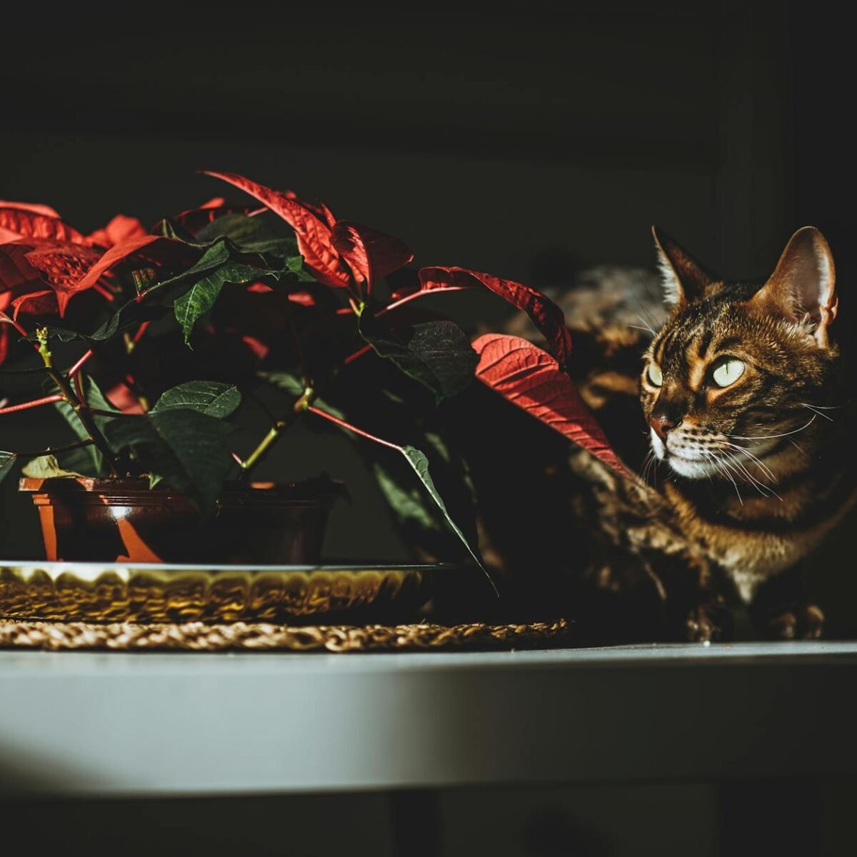 Plantas Perigosas para Gatos e Cachorros: O Guia Definitivo para um Lar Seguro — quais plantas são perigosas para gatos e cac