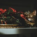 Plantas Perigosas para Gatos e Cachorros: O Guia Definitivo para um Lar Seguro — quais plantas são perigosas para gatos e cac