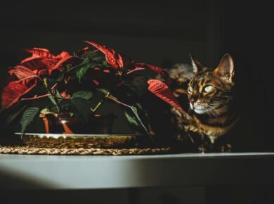 Plantas Perigosas para Gatos e Cachorros: O Guia Definitivo para um Lar Seguro — quais plantas são perigosas para gatos e cac