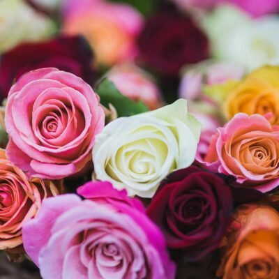O Guia Definitivo do Significado das Flores: Escolha Perfeita para Cada Presente e Ocasião — significado das flores mais popu