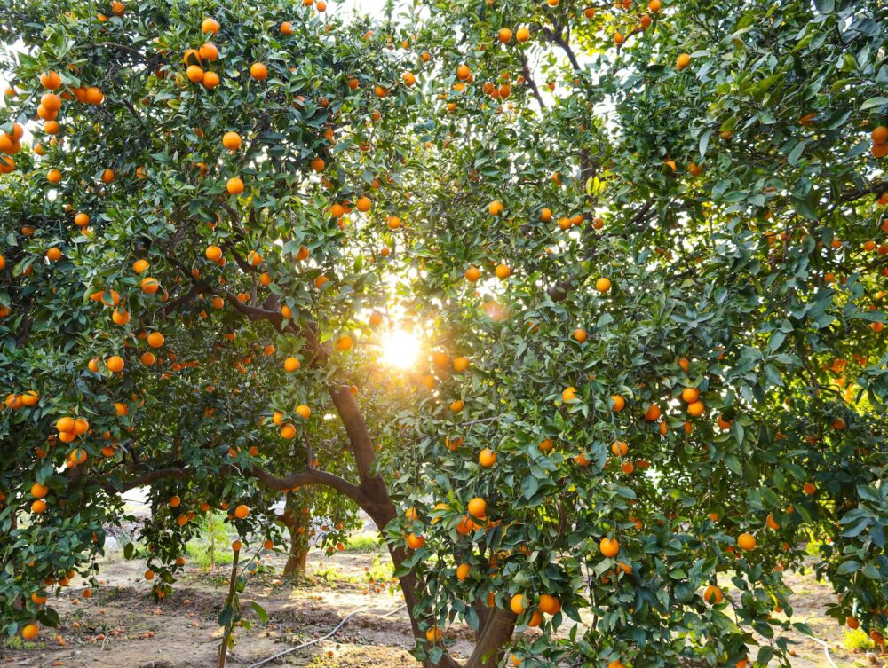 Deficiência de Vitamina D: Sintomas, Causas e Como Tratar Naturalmente para Reequilibrar Sua Saúde — sintomas de deficiência