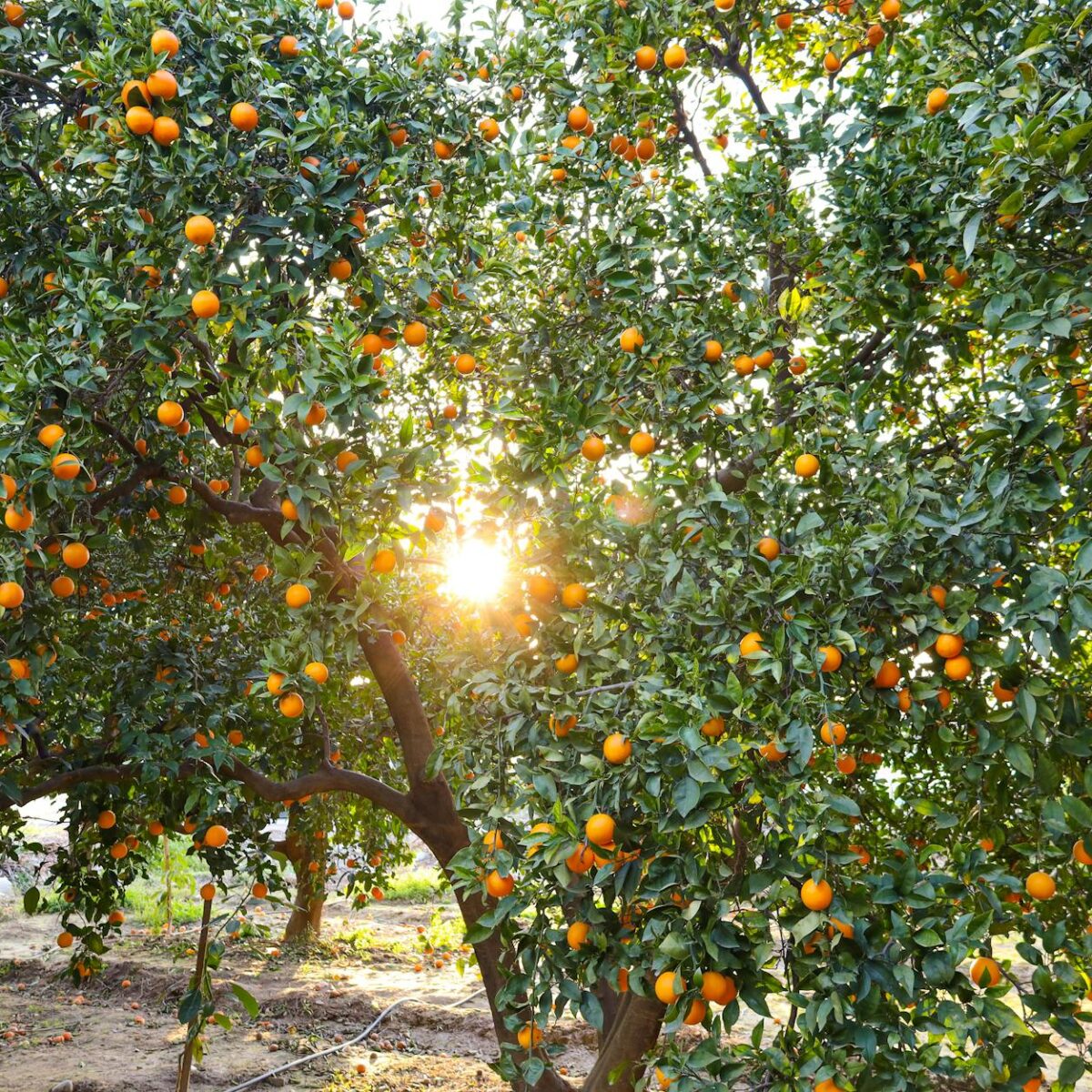 Deficiência de Vitamina D: Sintomas, Causas e Como Tratar Naturalmente para Reequilibrar Sua Saúde — sintomas de deficiência