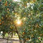 Deficiência de Vitamina D: Sintomas, Causas e Como Tratar Naturalmente para Reequilibrar Sua Saúde — sintomas de deficiência