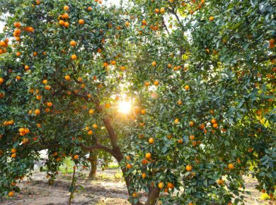 Deficiência de Vitamina D: Sintomas, Causas e Como Tratar Naturalmente para Reequilibrar Sua Saúde — sintomas de deficiência