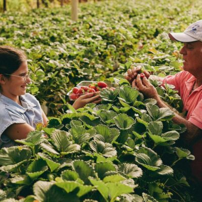 Principais nutrientes essenciais para um adubo eficaz na fase de floração